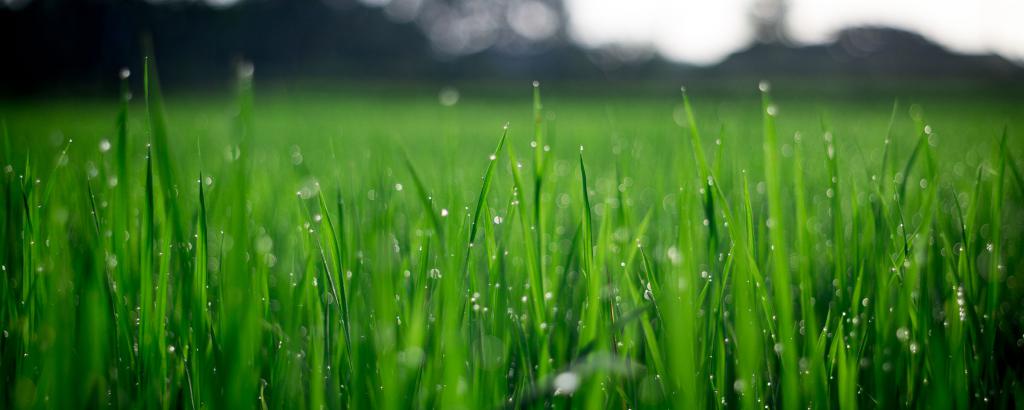 GRAS